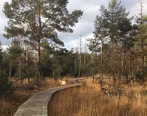 Unterkunft 402503 - Ferienhaus De Peel - Vakantiehuisje in De Rips