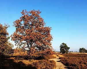 Verblijf 411216 - Vakantiewoning Kempen - Villa Molenvelden met eigen Zwembad, Hottub, Sauna & Grill