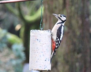 Unterkunft 430518 - Ferienhaus Noordoost Brabant - Vakantiehuis in Overloon