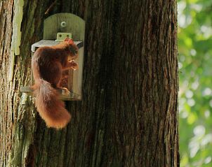Unterkunft 430518 - Ferienhaus Noordoost Brabant - Vakantiehuis in Overloon