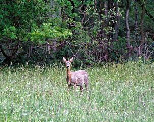 Unterkunft 430518 - Ferienhaus Noordoost Brabant - Vakantiehuis in Overloon