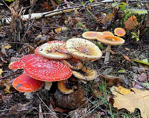 Unterkunft 430518 - Ferienhaus Noordoost Brabant - Vakantiehuis in Overloon