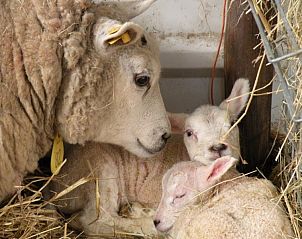 Verblijf 450104 - Appartement Noordzeekust - De Dors