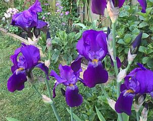 Unterkunft 450115 - Ferienhaus Noordzeekust - de Vlinder