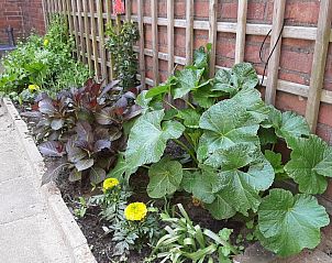 Guest house 450357 - Holiday property Noordzeekust - Zomerhuisjes de Bels