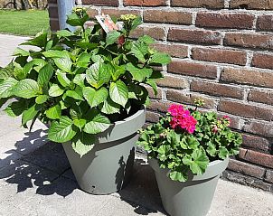 Guest house 450357 - Holiday property Noordzeekust - Zomerhuisjes de Bels