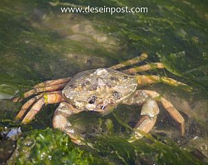 Verblijf 450401 - Bungalow Noordzeekust - Callantsoog de Seinpost nr 9