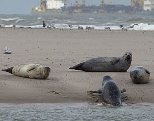 Verblijf 450611 - Vakantiewoning Noordzeekust - Vakantiepark Houdewind