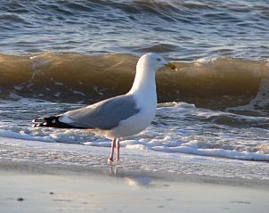Verblijf 450611 - Vakantiewoning Noordzeekust - Vakantiepark Houdewind