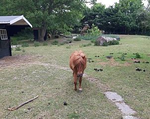 Verblijf 451749 - Vakantiewoning Noordzeekust - Rekere 111