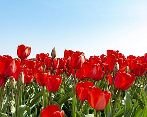 Verblijf 452707 - Vakantiewoning Noordzeekust - Sandepark 66