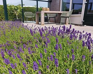 Unterkunft 453750 - Ferienhaus Noordzeekust - Eureka 102