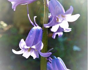 Verblijf 454704 - Bed and breakfast Noordzeekust - Blue Belle