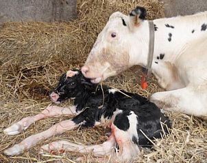 Verblijf 461001 - Bed and breakfast IJsselmeerkust - Hoeve Meerzicht