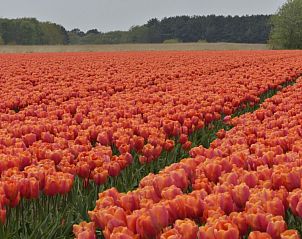Unterkunft 470201 - Ferienhaus Waddenkust - Vakantiewaddenzee . nl
