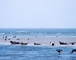 Unterkunft 470201 - Ferienhaus Waddenkust - Vakantiewaddenzee . nl