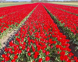 Verblijf 480171 - Vakantiewoning Noordzeekust - Vakantiehuisje Maike - knus met open haard