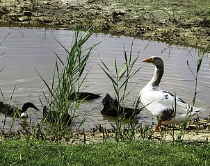 Verblijf 523808 - Vakantiewoning Twente - Vakantiehuis Het Landhuis