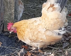 Verblijf 544501 - Vakantiewoning Vechtstreek - Vakantiehuis in Brucht