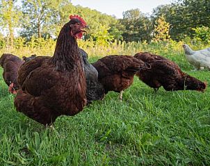 Verblijf 544804 - Vakantiewoning Vechtstreek - Huisje in Collendoorn
