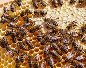 Verblijf 544804 - Vakantiewoning Vechtstreek - Huisje in Collendoorn