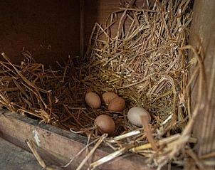 Verblijf 544804 - Vakantiewoning Vechtstreek - Huisje in Collendoorn