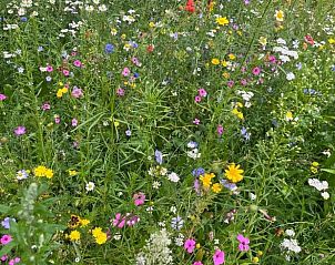 Verblijf 544804 - Vakantiewoning Vechtstreek - Huisje in Collendoorn