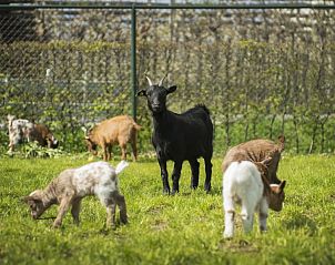 Verblijf 570301 - Bed and breakfast Utrechtse Heuvelrug - Boerderij De Boterbloem