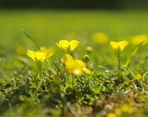 Verblijf 570301 - Bed and breakfast Utrechtse Heuvelrug - Boerderij De Boterbloem