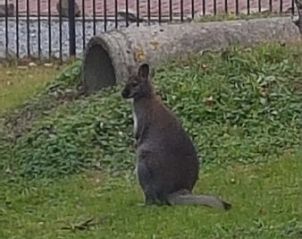Verblijf 570602 - Vakantiewoning Utrechtse Heuvelrug - Arendsnest