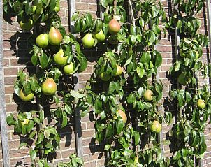 Verblijf 571002 - Bed and breakfast Utrechtse Heuvelrug - Vakantiehuis in Driebergen