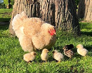 Verblijf 571002 - Bed and breakfast Utrechtse Heuvelrug - Vakantiehuis in Driebergen