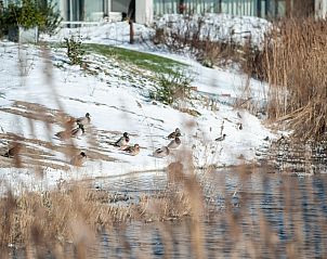 Guest house 5903464 - Bungalow Noord-Beveland - Zandbank 12 | De Groote Duynen