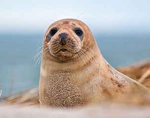 Guest house 6007164 - Holiday property Schouwen-Duiveland - De Oester