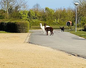 Verblijf 602010 - Vakantiewoning Schouwen-Duiveland - VZ271 Groepsaccommodatie Ellemeet