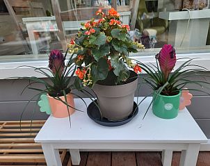 Unterkunft 610411 - Ferienhaus Tholen - Vakantiehuis Schöne Familien-Ferienwohnung in Zeeland