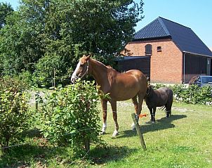 Guest house 621019 - Tent house Walcheren - Minicamping Hoekvliet