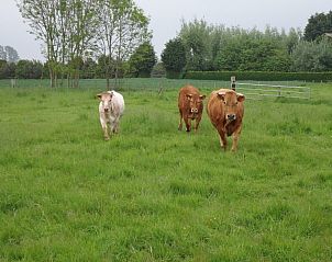 Guest house 630701 - Holiday property Zeeuws-Vlaanderen - De Bedstee