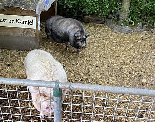 Unterkunft 632203 - Ferienhaus Zeeuws-Vlaanderen - VZ849 Vakantiechalet Ossenisse