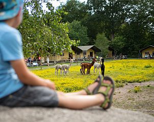 FarmCamps De Bosrand