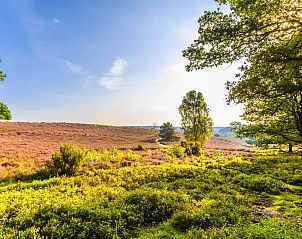 Rabbit Hill
